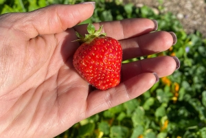 Graham: Faithful Hands -maatilakierros