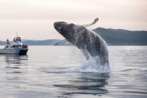 Lopezin saari: Whale & Orca Boat Tour