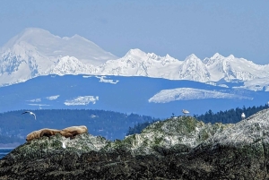 Lopezin saari: Whale & Orca Boat Tour