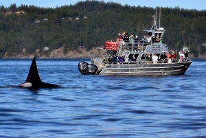 Lopezin saari: Whale & Orca Boat Tour