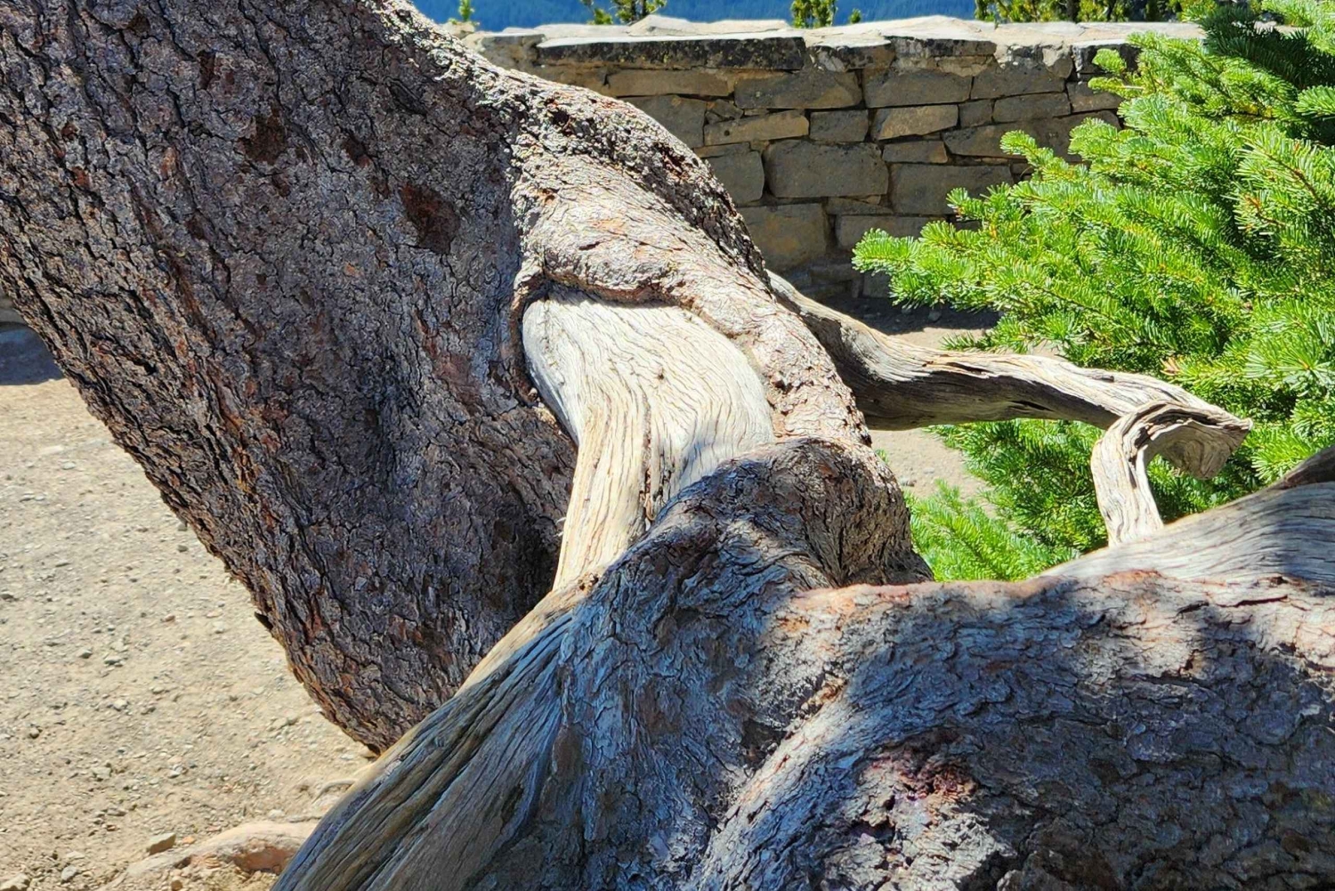 Monte Rainier: Escursione di un giorno in montagna