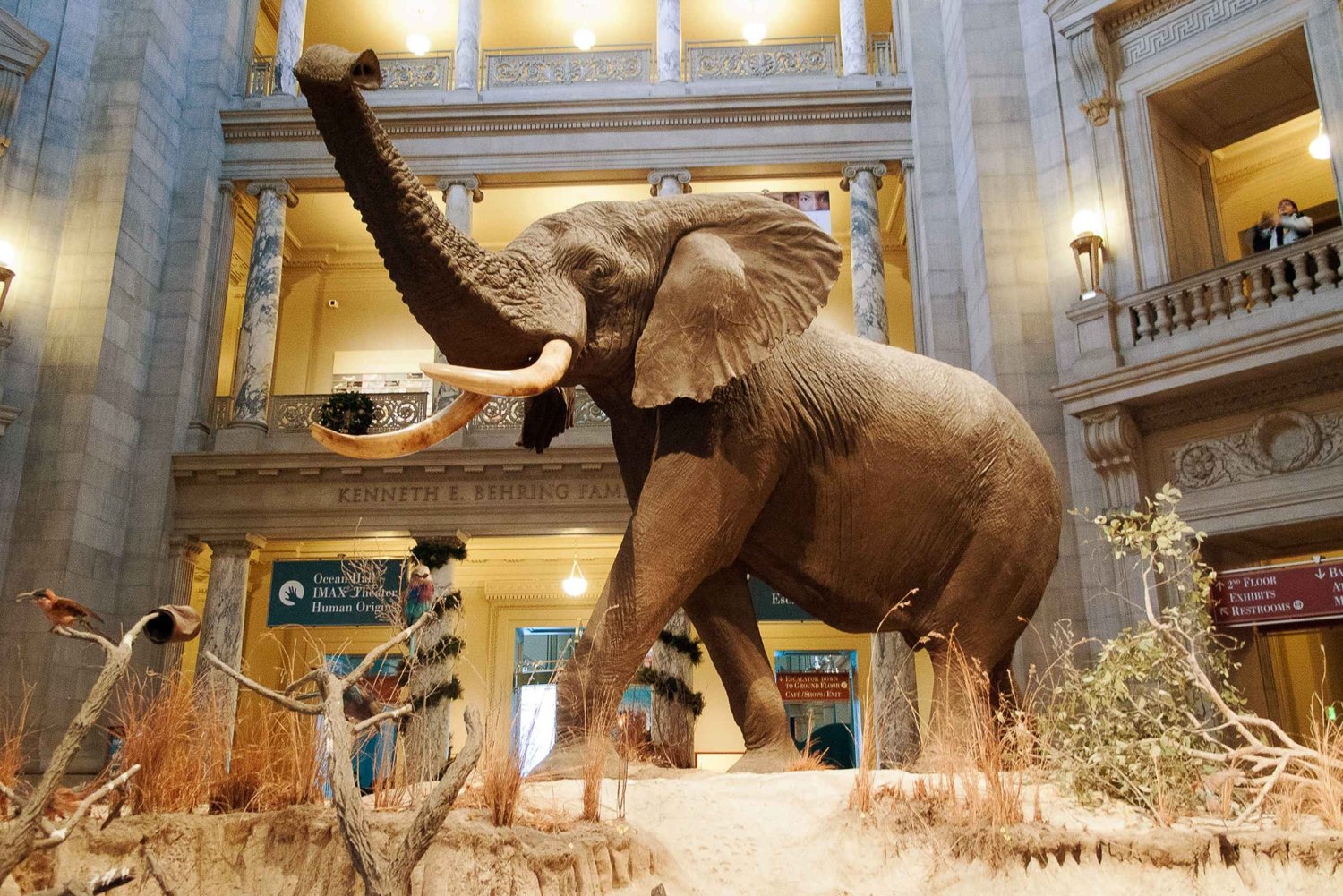 Washington DC: Kansallinen luonnontieteellinen museo
