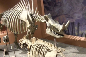 Smithsonianin luonnontieteellisen museon puoliyksityinen kierros 8 hengelle