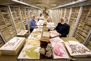 Smithsonianin luonnontieteellisen museon puoliyksityinen kierros 8 hengelle