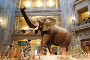 Smithsonianin luonnontieteellinen museo + Amerikan historian museo 8 sivua