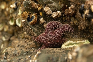 Privat heldagstur og vandretur i Olympic