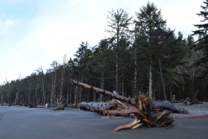 Parc national olympique : Visite de la forêt tropicale de Hoh et de la plage de Rialto