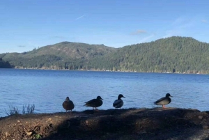 Visite d'une journée en petit groupe du parc national olympique avec traversée en ferry