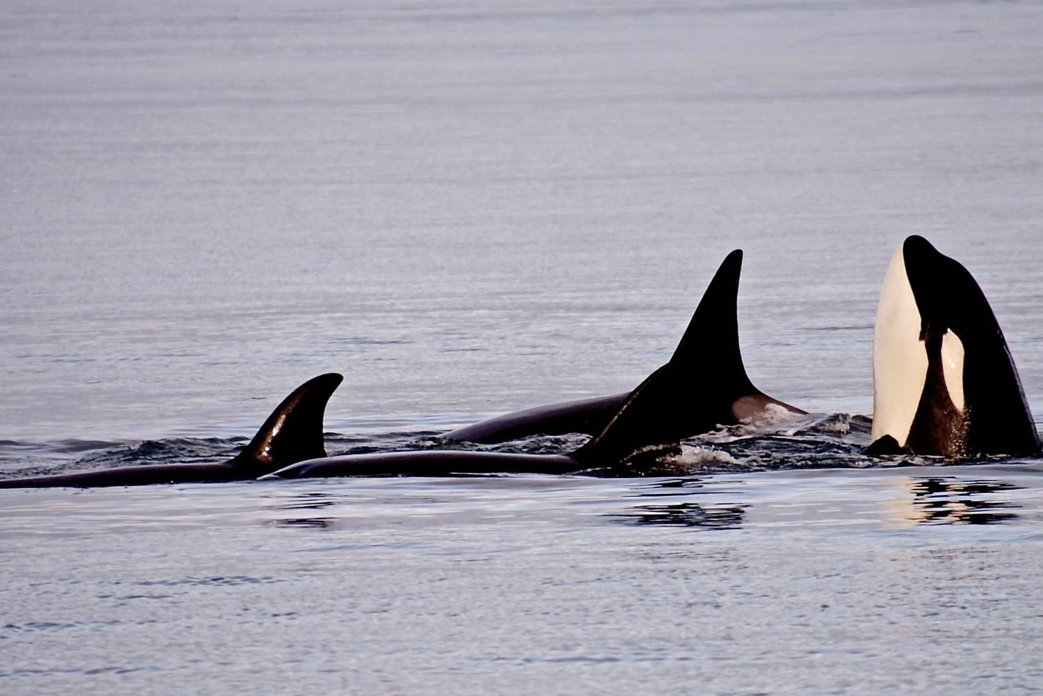 Orkaseiland: Orka walvissen gegarandeerde rondvaart
