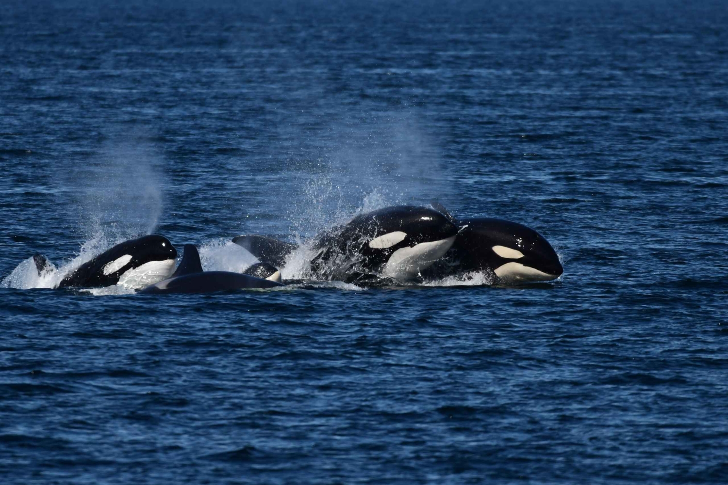 Orkaseiland: Orka walvissen gegarandeerde rondvaart