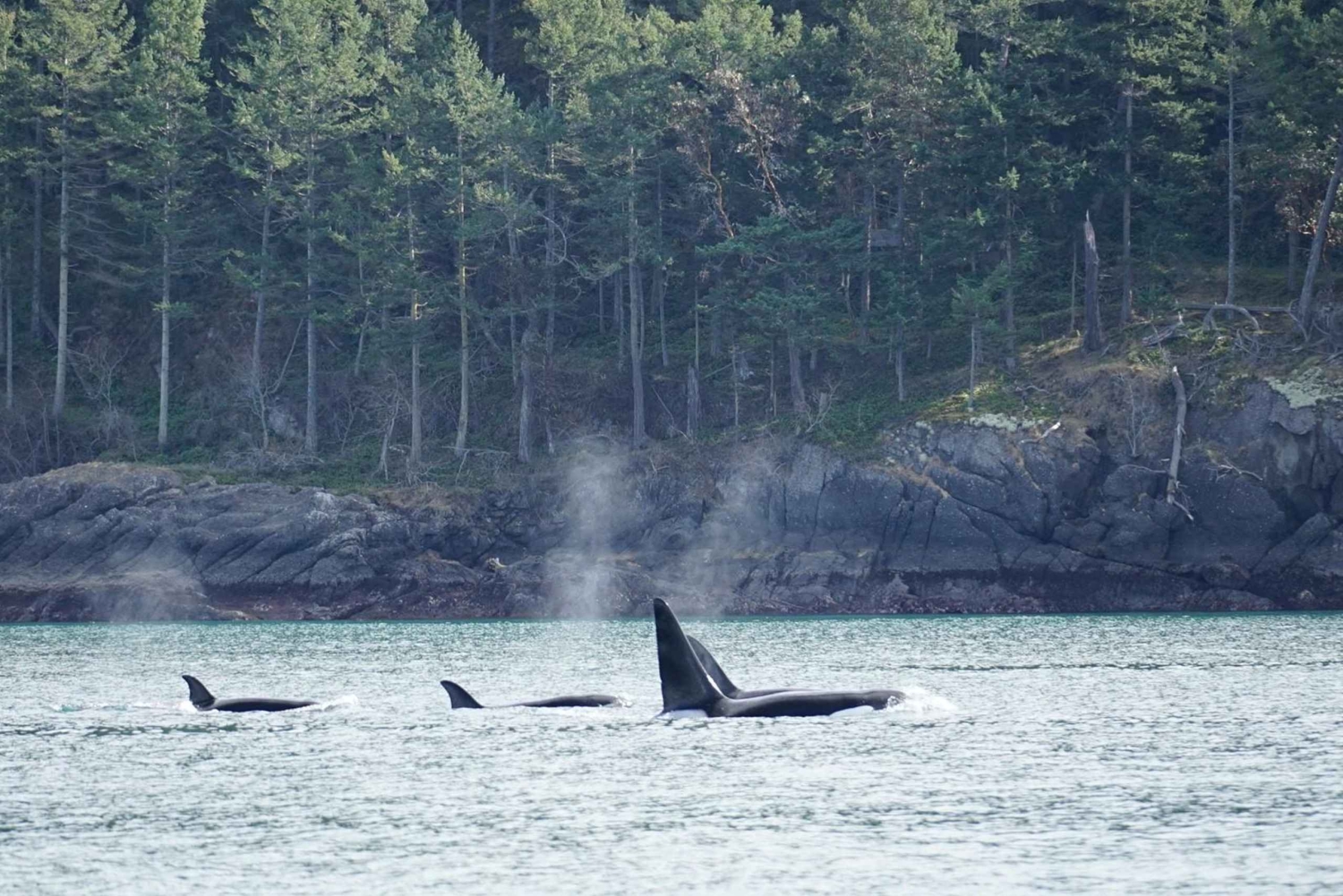 Orkaseiland: Orka walvissen gegarandeerde rondvaart