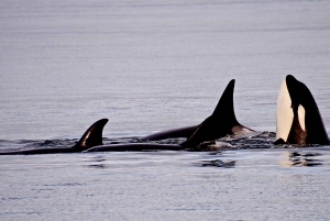 Orkaseiland: Orka walvissen gegarandeerde rondvaart
