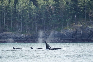 Orkaseiland: Orka walvissen gegarandeerde rondvaart