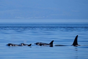 Orkaseiland: Orka walvissen gegarandeerde rondvaart
