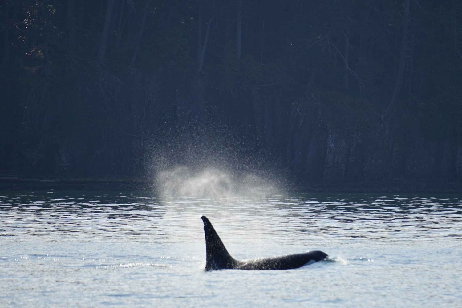 Isla de Orcas: Excursión guiada en lancha rápida por las ballenas y las orcas