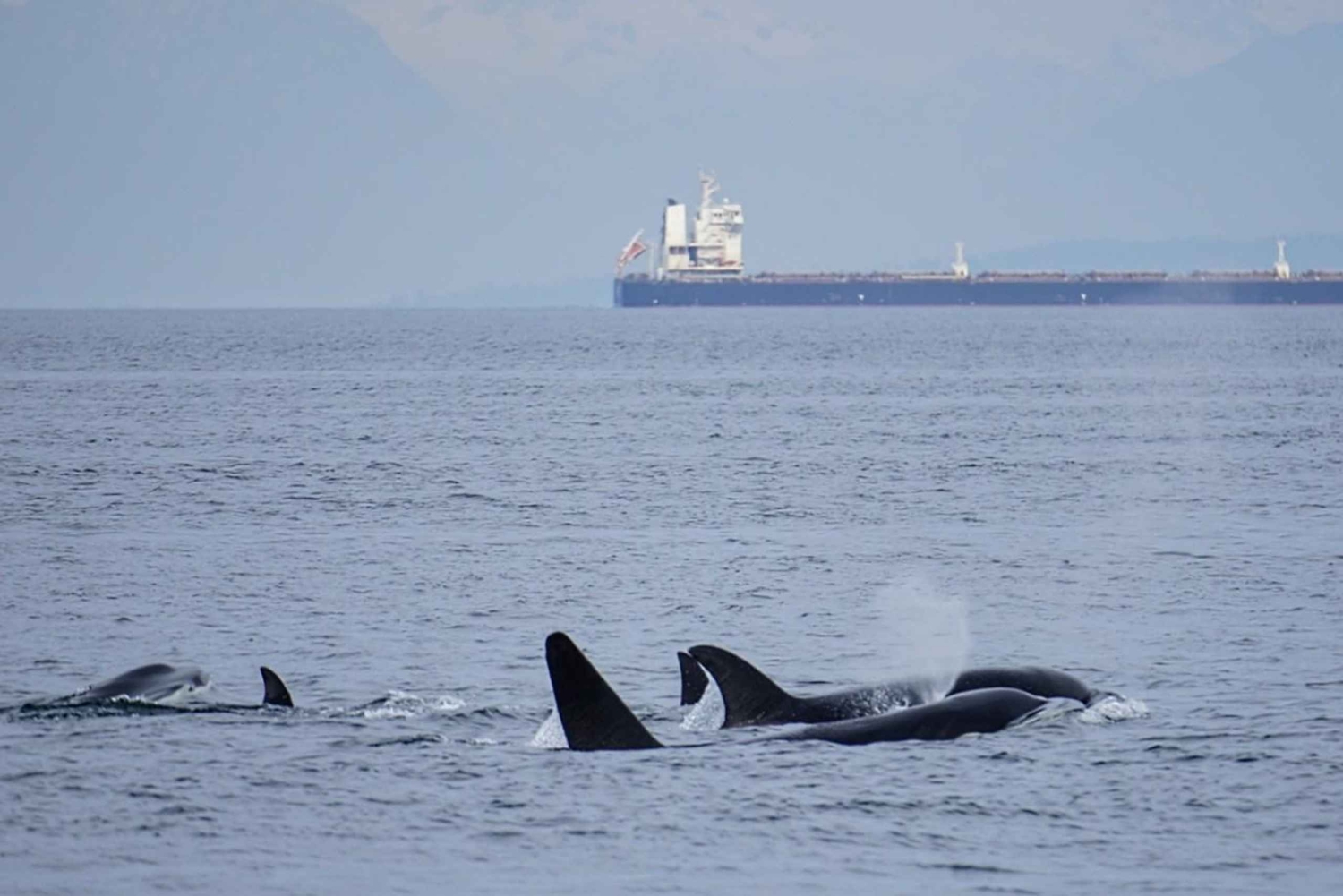 Isla de Orcas: Excursión guiada en lancha rápida por las ballenas y las orcas