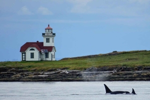 Isla de Orcas: Excursión guiada en lancha rápida por las ballenas y las orcas