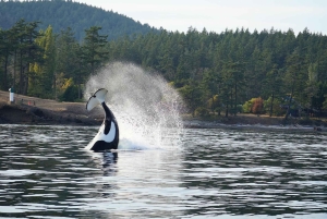 Isla de Orcas: Excursión guiada en lancha rápida por las ballenas y las orcas