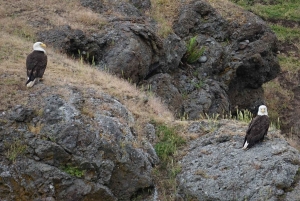Isla de Orcas: Excursión guiada en lancha rápida por las ballenas y las orcas