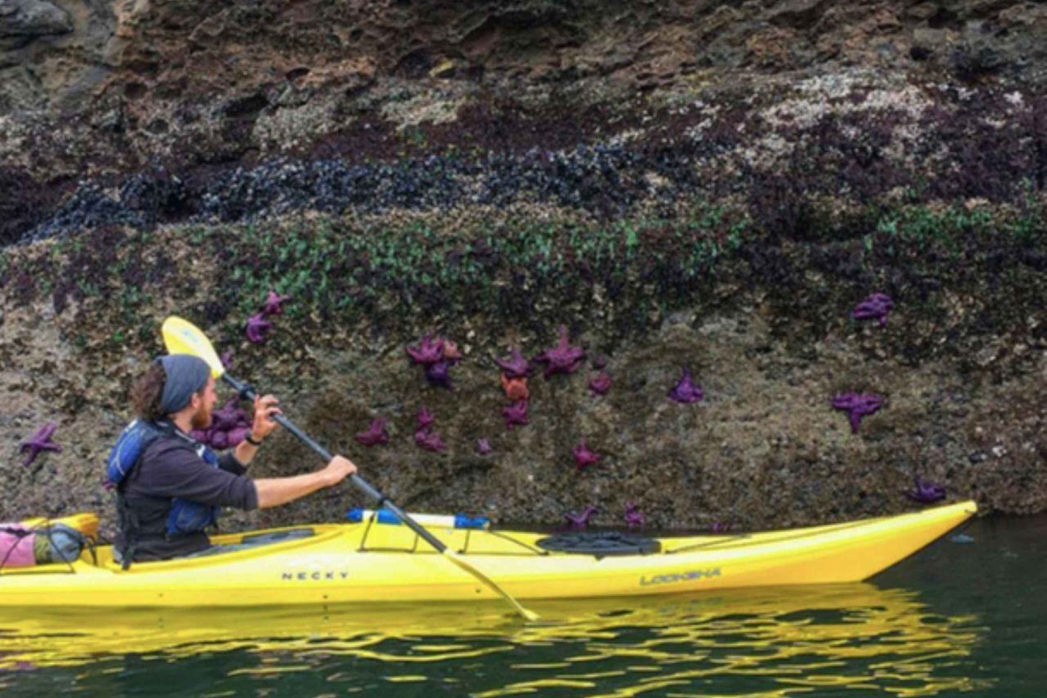 Wyspa Orcas: wycieczka kajakowa z obserwacją dzikiej przyrody