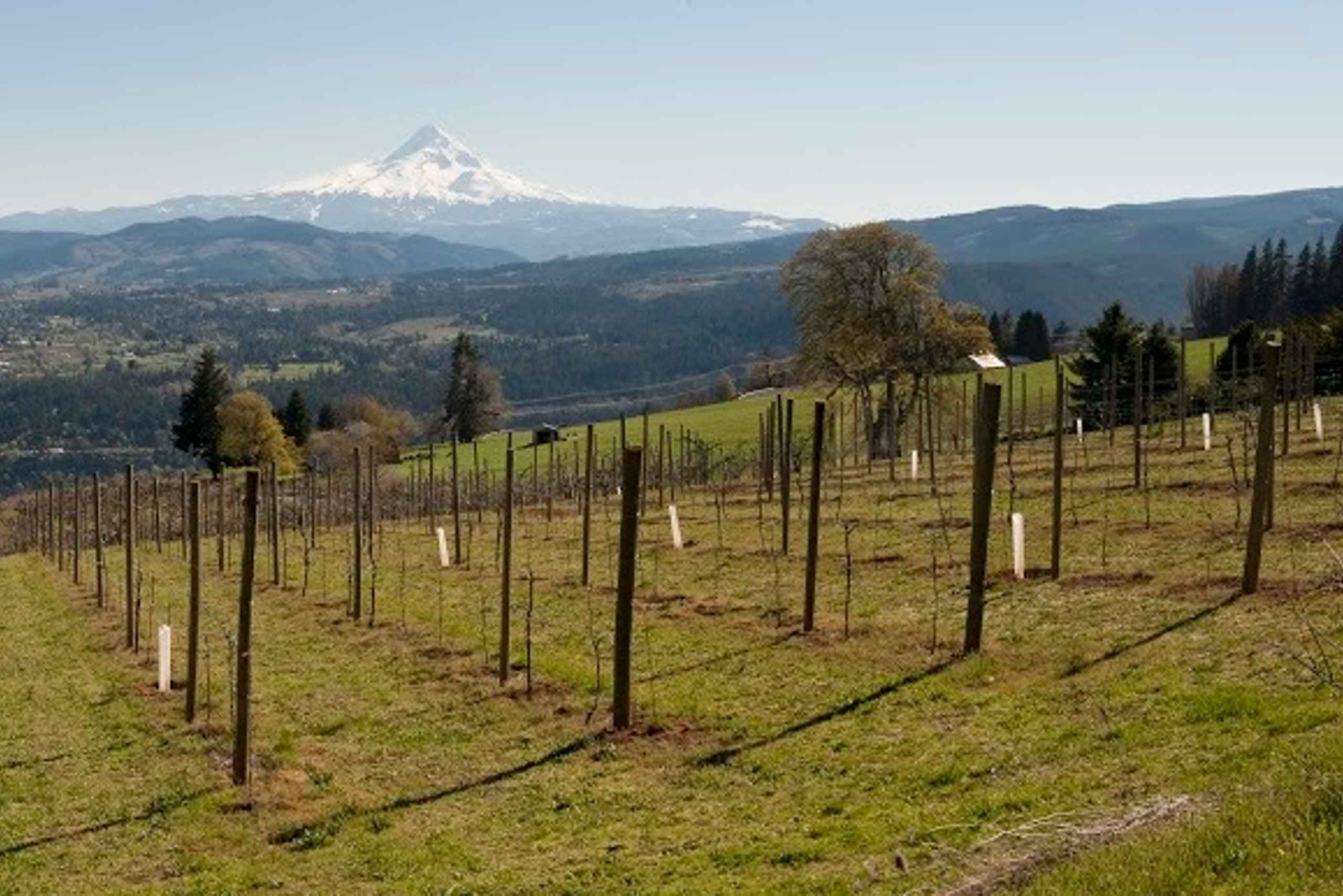 Portland: Excursão de um dia ao Columbia Gorge Wine and Waterfalls