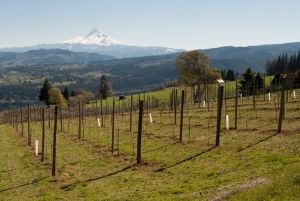 Portland: Excursão de um dia ao Columbia Gorge Wine and Waterfalls