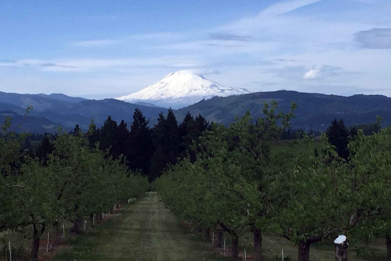 Portland: Excursão de 1 dia ao Mount Hood Wine and Waterfalls