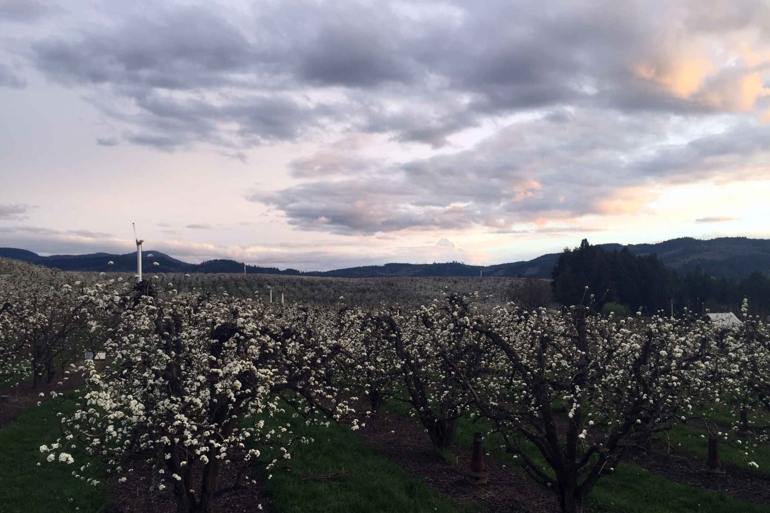 Portland: Excursão de 1 dia ao Mount Hood Wine and Waterfalls