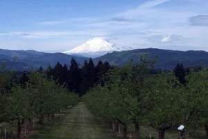 Portland: Excursão de 1 dia ao Mount Hood Wine and Waterfalls