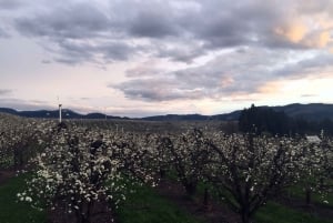 Portland: Excursão de 1 dia ao Mount Hood Wine and Waterfalls