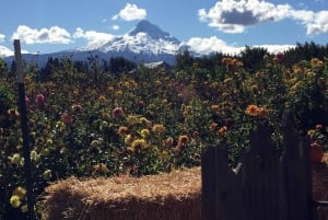 Portland: Excursão de 1 dia ao Mount Hood Wine and Waterfalls