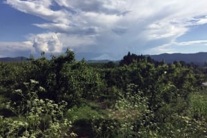 Portland: Excursão de 1 dia ao Mount Hood Wine and Waterfalls