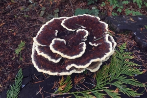 ポートランド：シルバーフォールズハイキング