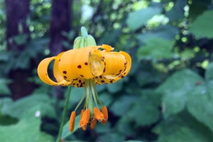 ポートランド：シルバーフォールズハイキング