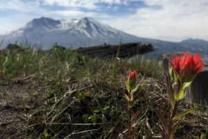 Portland: A excursão de aventura ao Mt. St. Helens