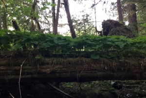 Portland: A excursão de aventura ao Mt. St. Helens