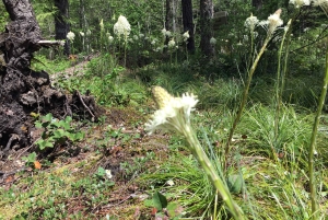 Portland: A excursão de aventura ao Mt. St. Helens