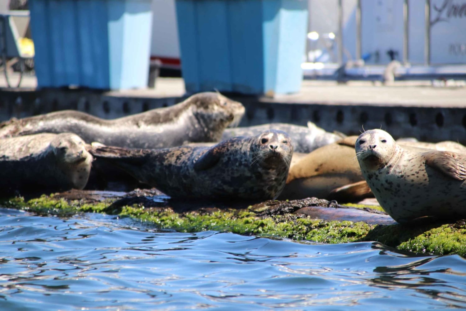 Poulsbo: Liberty Bay Guided Kayak Tour with Wildlife
