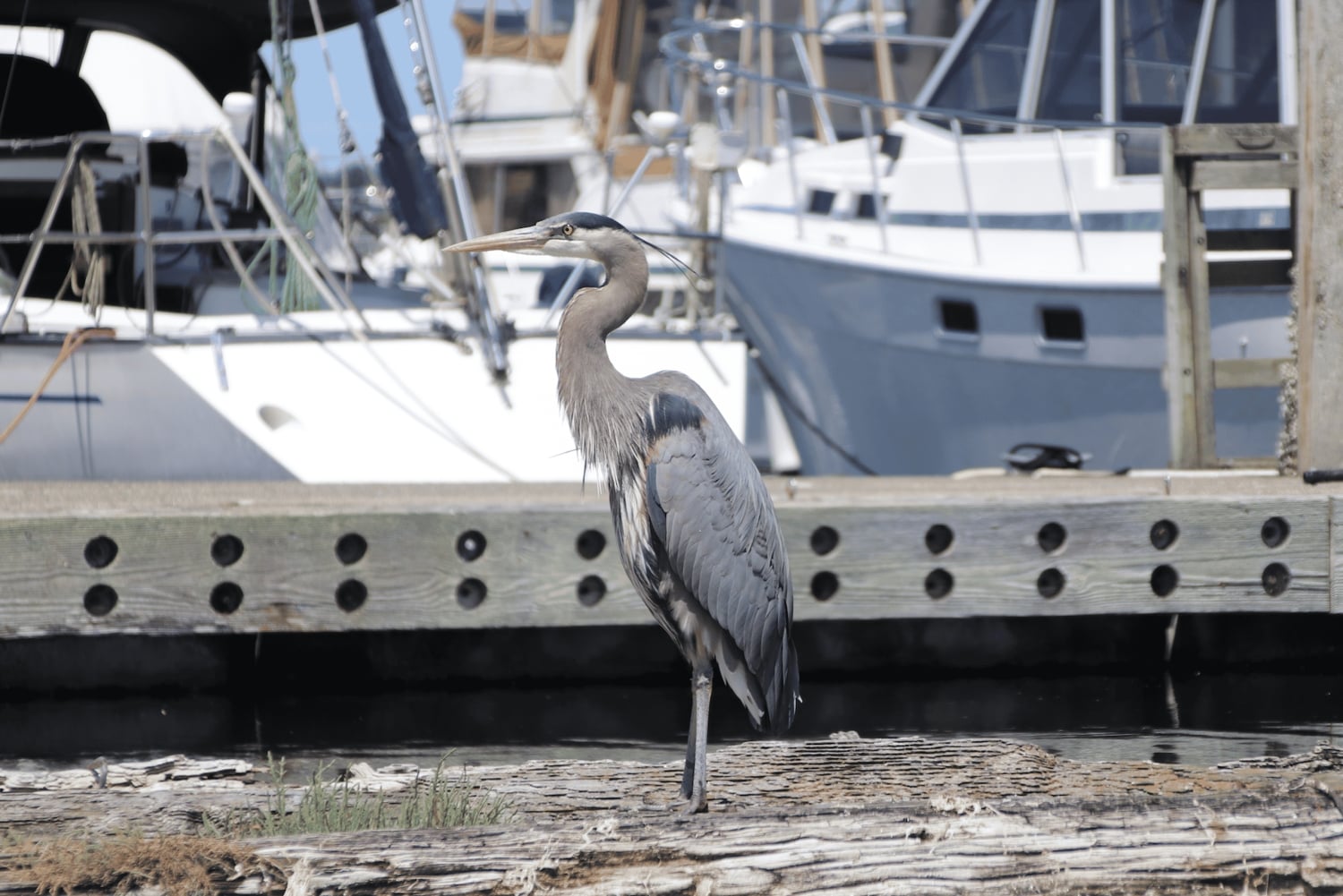 Poulsbo: Liberty Bay Guided Kayak Tour with Wildlife