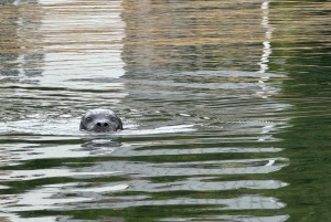 Poulsbo: Liberty Bay Guided Kayak Tour with Wildlife