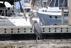 Poulsbo: Liberty Bay Guided Kayak Tour with Wildlife