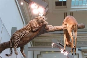 Privat omvisning på naturhistorisk museum