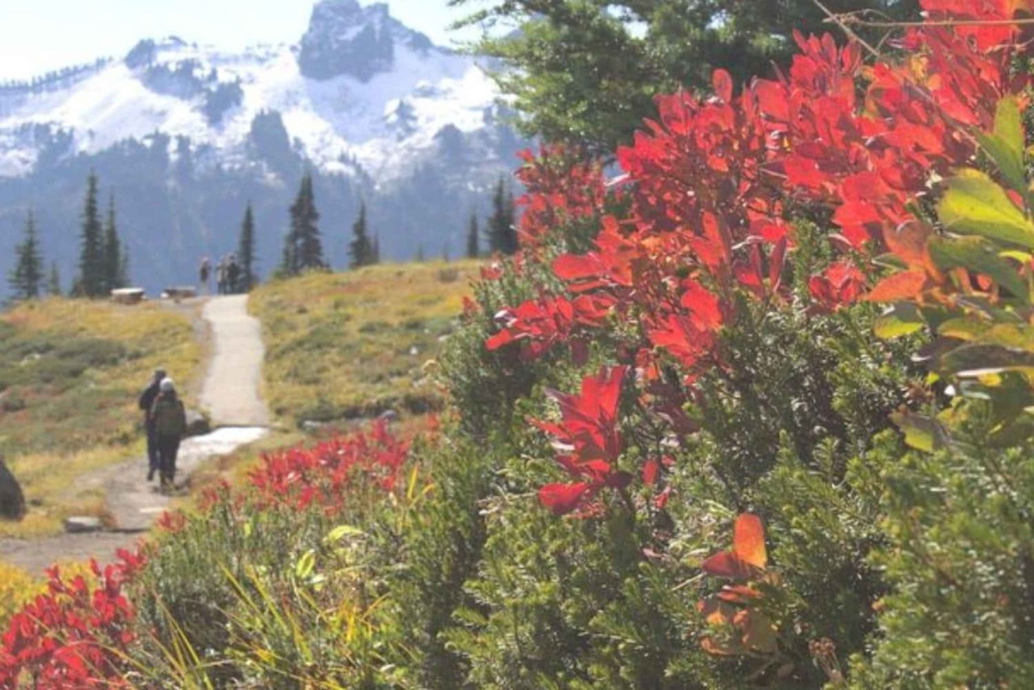 Privat tur till Mount Rainier från Portland