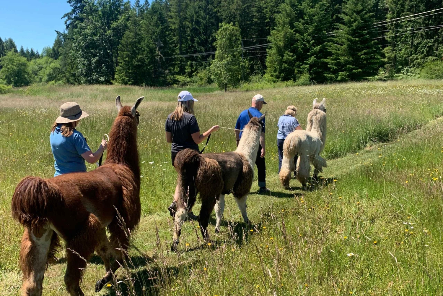 Roy, Washington: Caminata con llamas y encuentro con alpacas