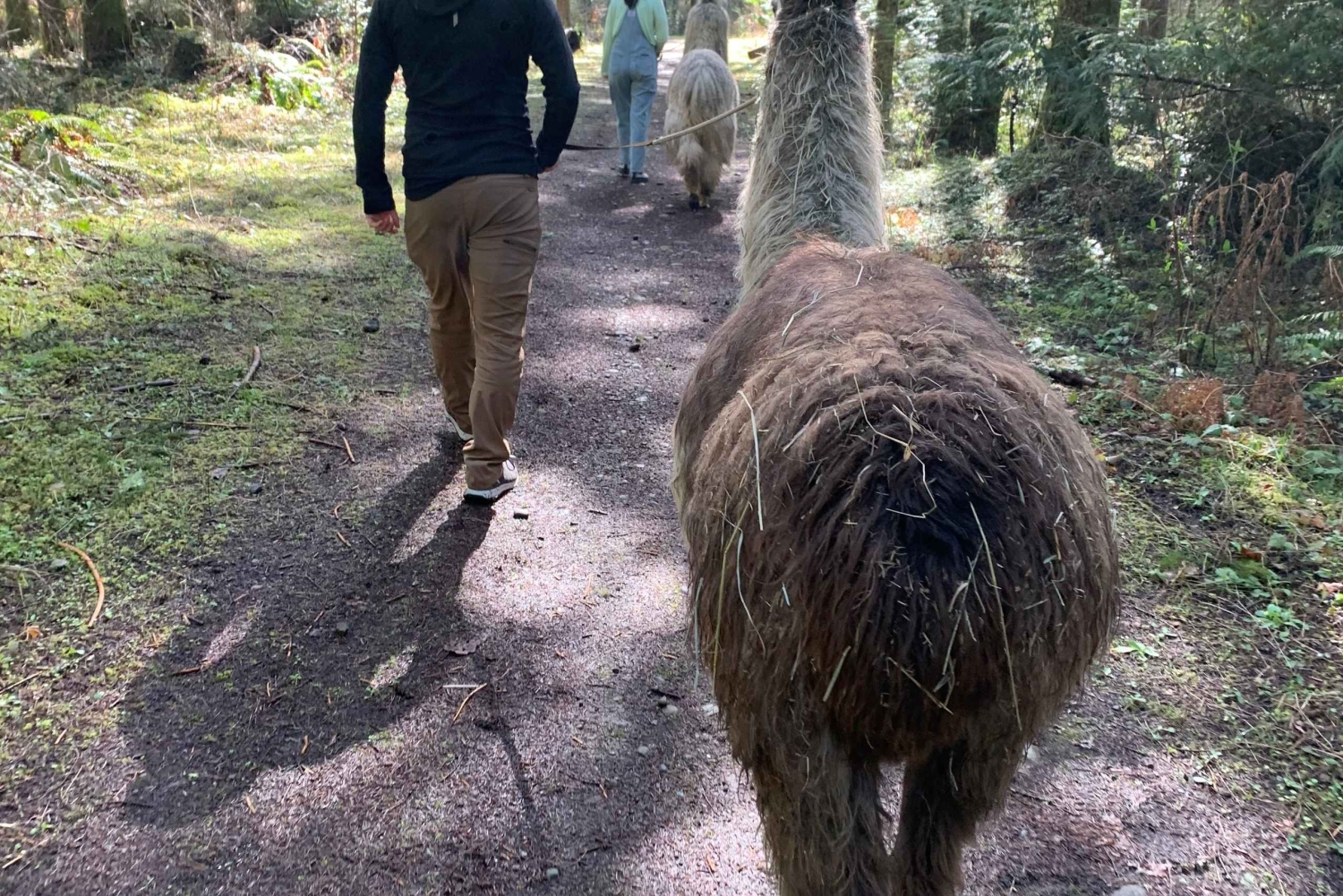 Roy, Washington: Caminata con llamas y encuentro con alpacas