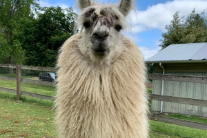 Roy, Washington: Caminata con llamas y encuentro con alpacas