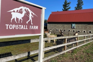 Roy, Washington: Caminata con llamas y encuentro con alpacas