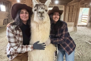 Roy, Washington: Caminata con llamas y encuentro con alpacas