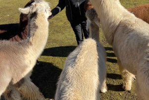 Roy, Washington: Caminata con llamas y encuentro con alpacas
