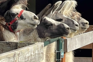 Roy, Washington: Caminata con llamas y encuentro con alpacas
